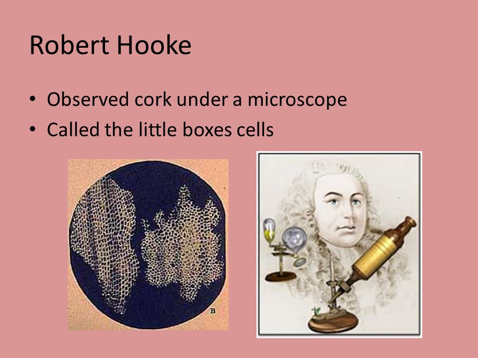 Robert Hooke