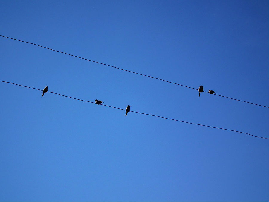 sparrows sit on the wires