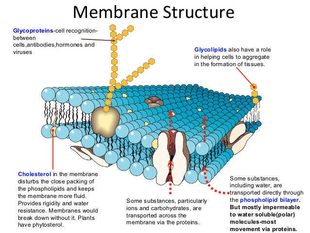 The membrane