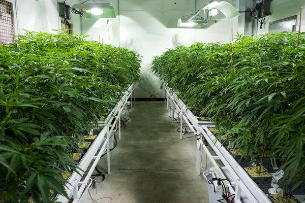 中国工业大麻(1).jpg 中国工业大麻(1).jpg