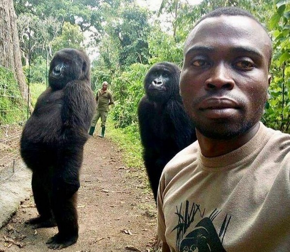 The selfie of the gorilla and the administrator is on fire.jpg