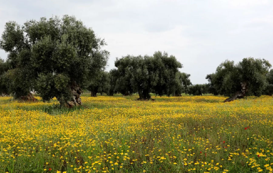 Weight gain in rural areas is actually the main force behind the increase in the global obesity rate.jpg