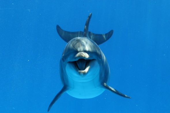 海豚2.jpg