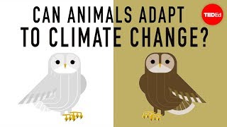 野生动物能适应环境气候变化吗