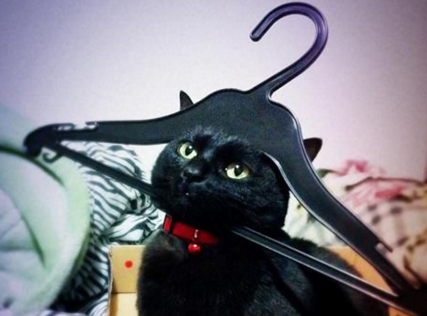 Ten-Pictures-That-Prove-Cats-Have-a-Thing-for-Coat-Hangers.jpg