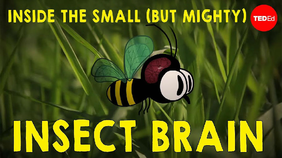 为什么昆虫的大脑如此神奇