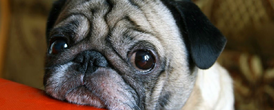 新研究:狗的无辜眼神可能是专门进化来勾引人类的​.jpg