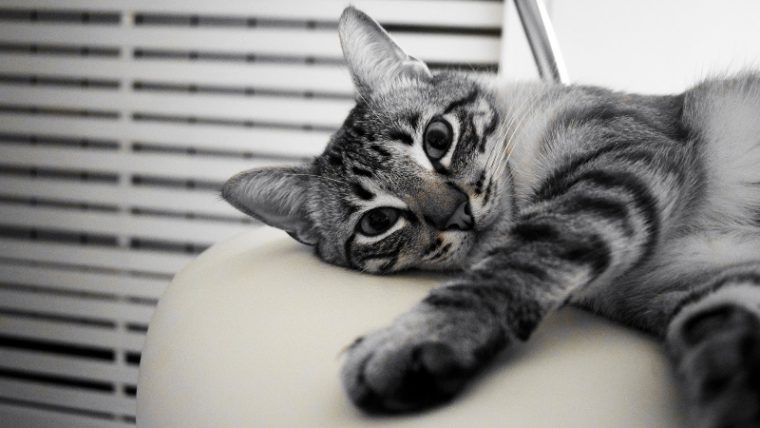 New York legislation bans cats from cutting their nails.jpg
