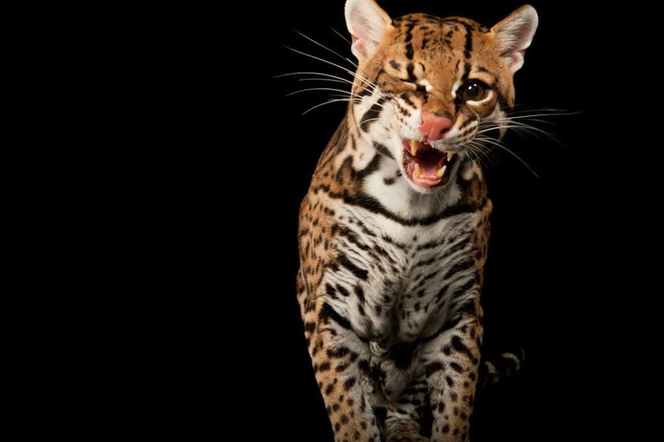 Weaken the "Endangered Species Act" or cause harm to humans.jpg