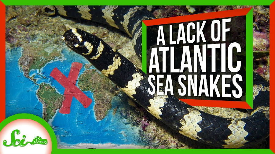 为什么大西洋里没有海蛇.jpg