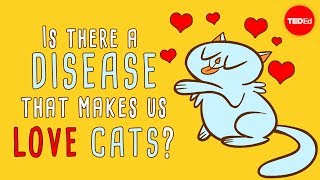 爱猫其实是一种病?