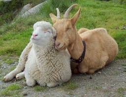 sheep和goat的区别