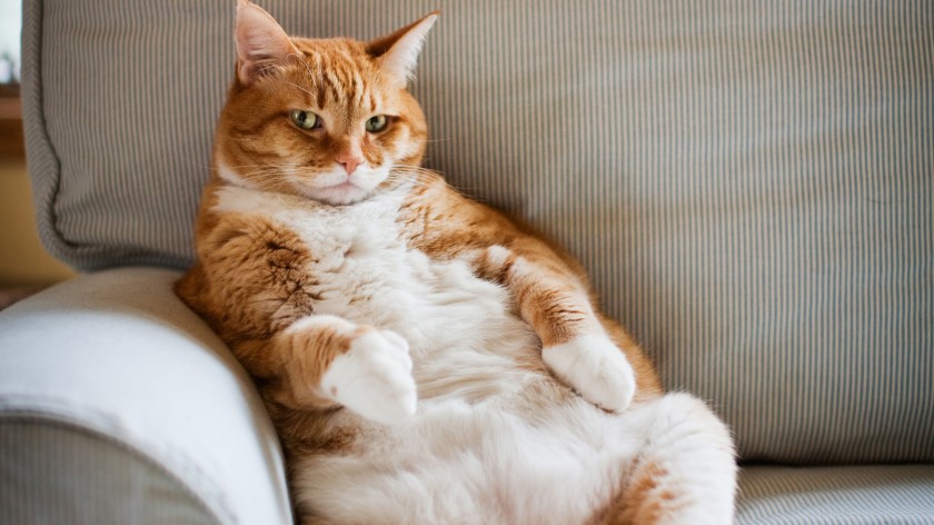 fat cat居然不是大肥猫