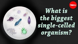 最大的单细胞生物是什么