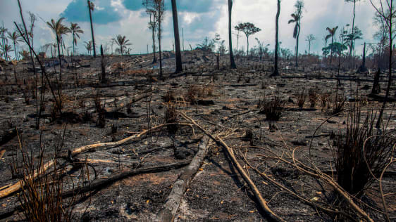 The Brazilian government knew that someone was going to burn the Amazon rainforest, but it stood by .jpg