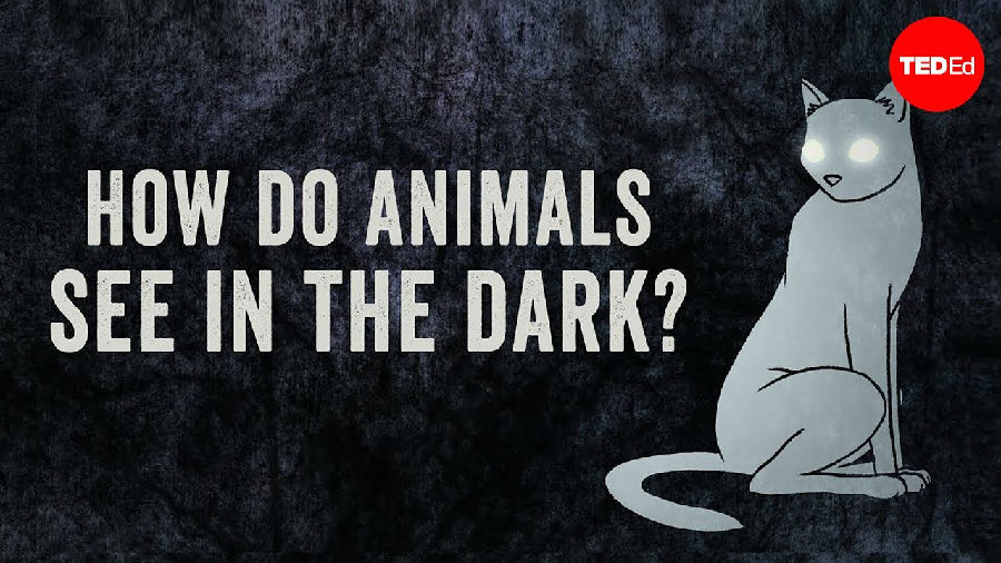动物如何在黑暗中视物