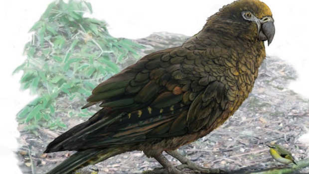 新西兰发现巨型鹦鹉化石.jpeg