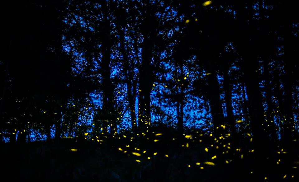 成千上万的萤火虫照亮墨西哥的森林