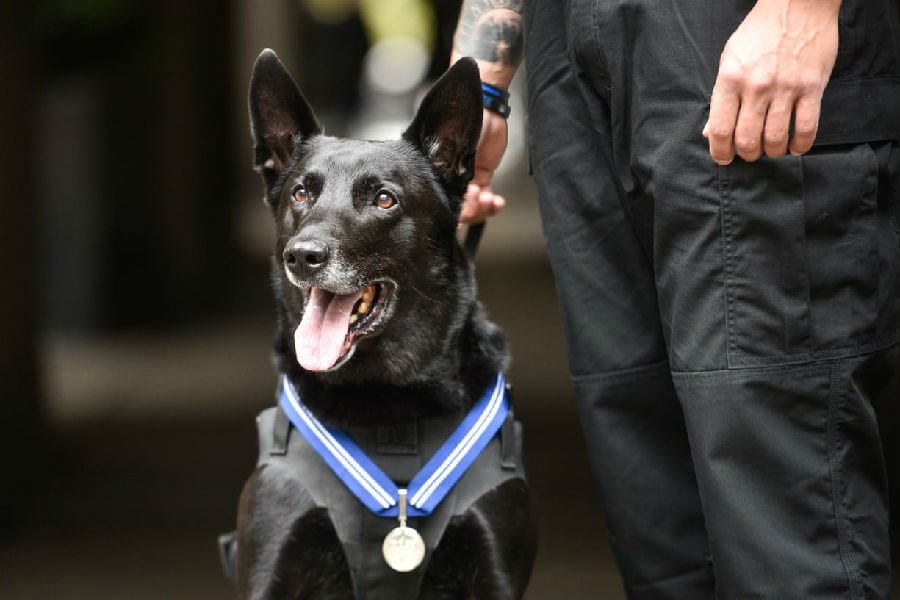 白宫警犬获英国颁发荣誉勋章.jpg