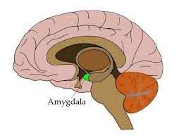 amygdala.jpg