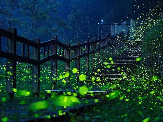成千上万的萤火虫照亮墨西哥的森林