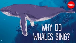 鲸鱼是因何而歌唱的