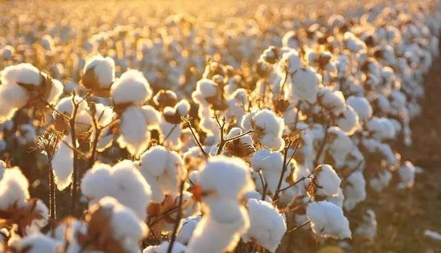 美国批准新型转基因棉花用作食品原料.jpg