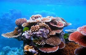 Coral reefs2.jpg