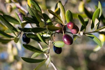 OLIVE ORCHARDS.jpg