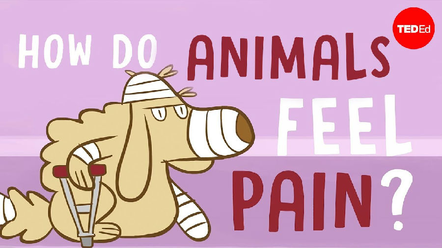 动物是如何感受疼痛的