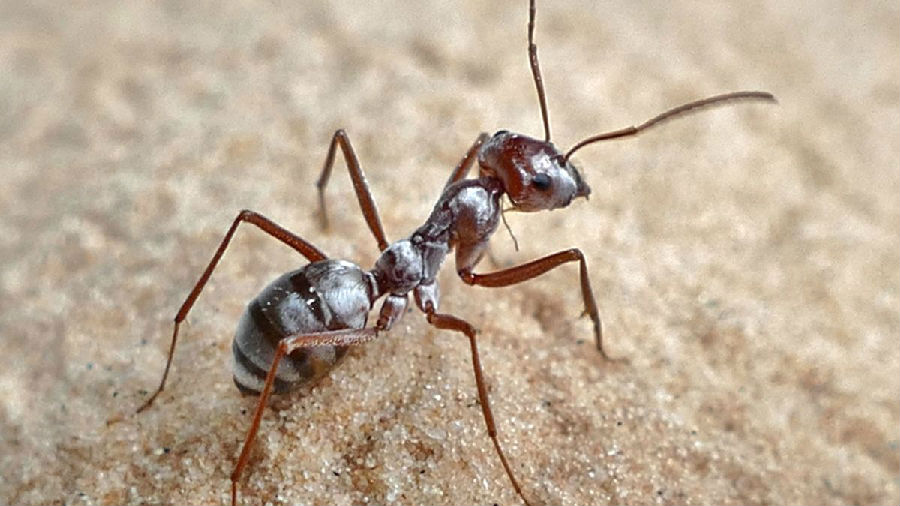 科学家发现世界最快的蚂蚁.jpg