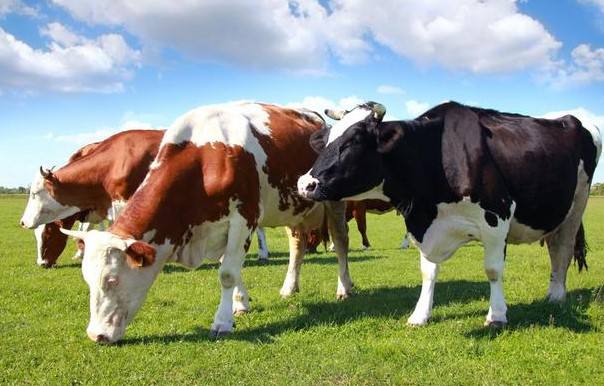 俄罗斯科学家给奶牛戴上了虚拟现实耳机使其快乐产奶.jpg