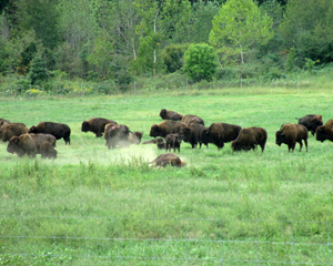 Bison-Prairie-Land-Between-the-Lakes_副本.png