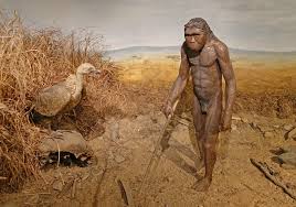Homo habilis.jpg