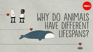 为什么动物的寿命不尽相同
