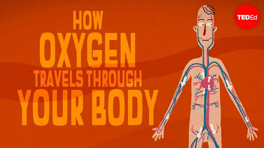氧气在体内的旅程有多复杂