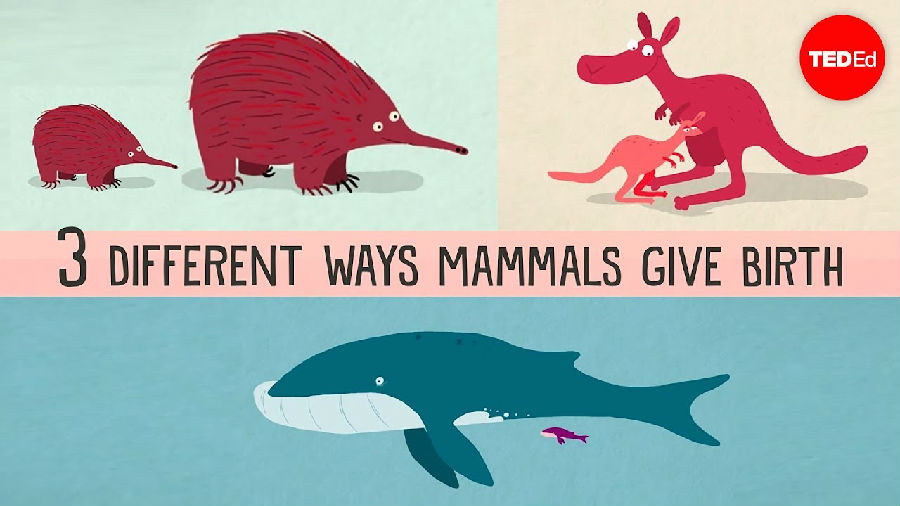 哺乳动物三种不同的生育方式