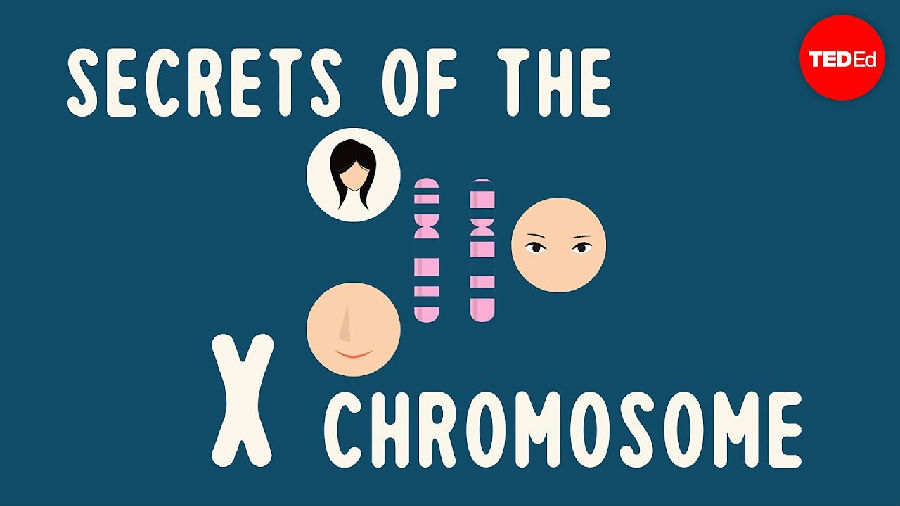 X染色体的秘密