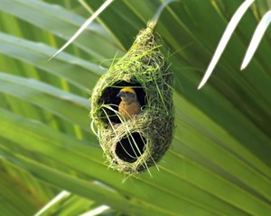 weaver-bird-nest-56e6c0323df78c5ba0575798_副本.jpg