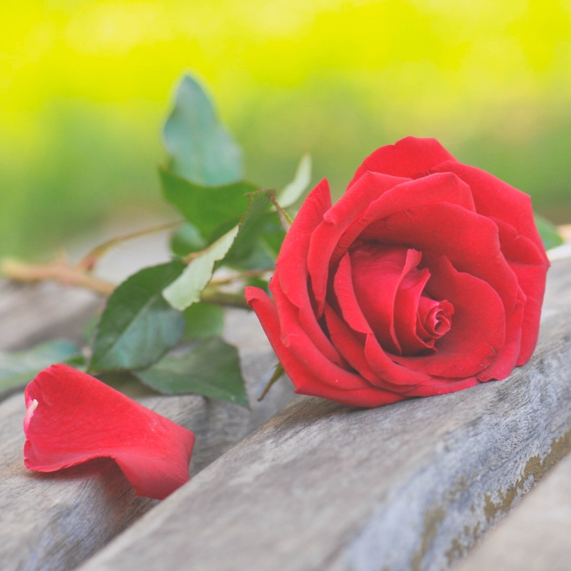 隐藏在玫瑰中的英文花语，送多少支玫瑰才算能表达你的心意呢？.jpg