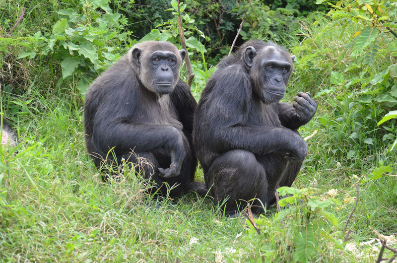 研究人员称黑猩猩喜欢跳舞.jpg