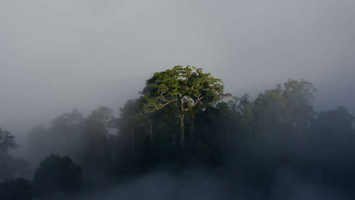 1/5亚马孙雨林排碳多于吸碳.jpg