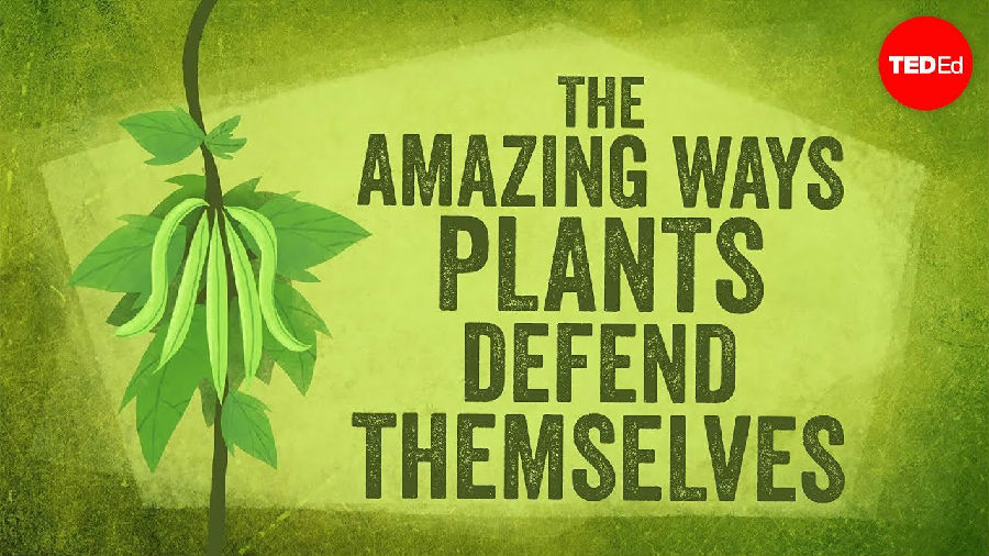 植物是如何进行自我防卫的