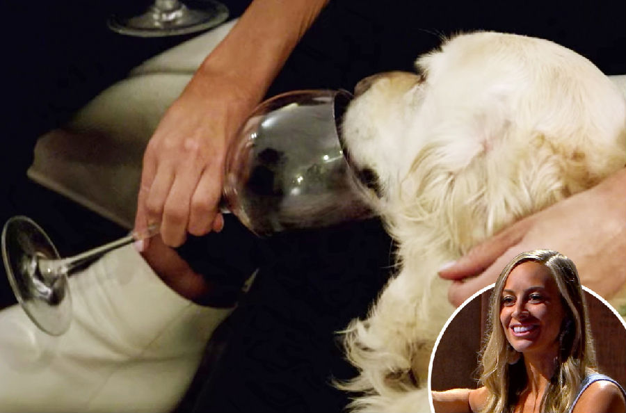 A guest on a blind date program actually feeds a dog and drinks red wine! .jpg