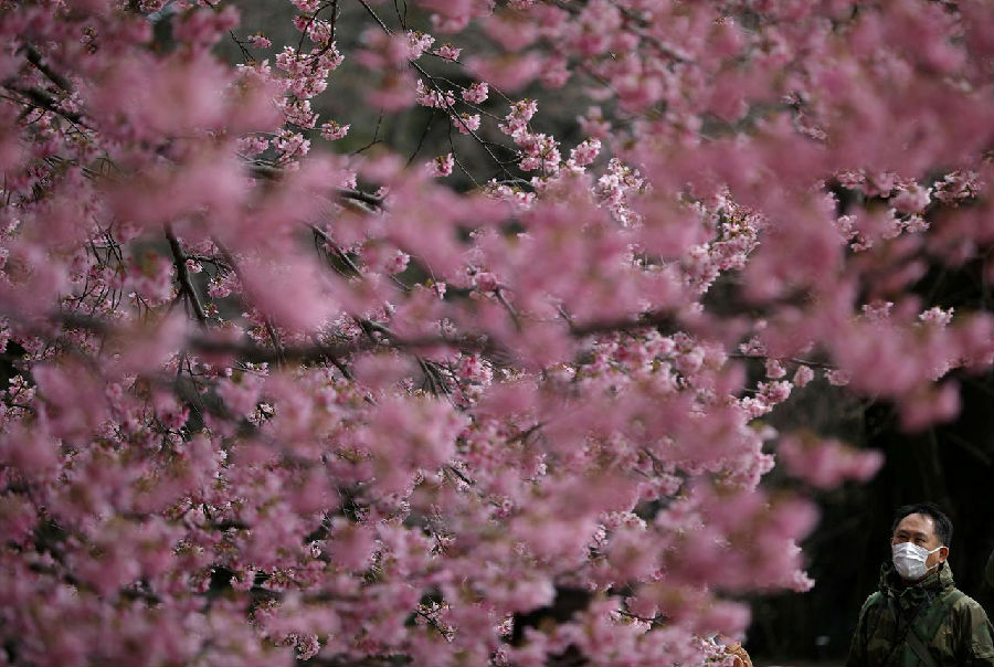 日本取消赏樱活动,武汉大学在线赏樱.jpg