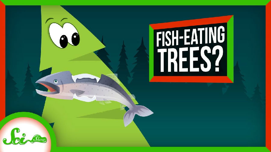 吃鲑鱼的树.jpg