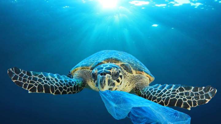 为什么海龟吃塑料垃圾(1).jpg