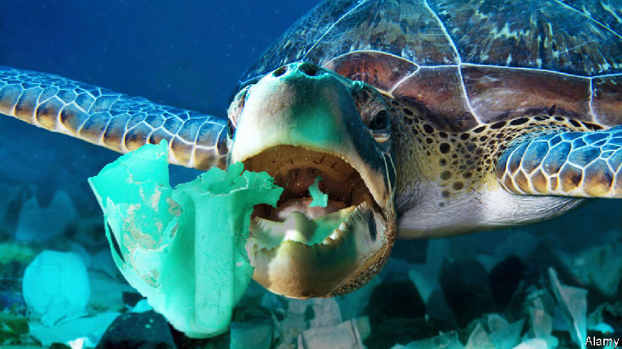为什么海龟吃塑料垃圾(2).jpg