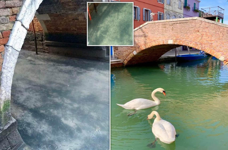威尼斯运河的水清得能看见鱼了!.jpg