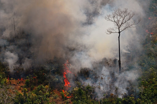 巴西派安全部队打击森林砍伐.jpg